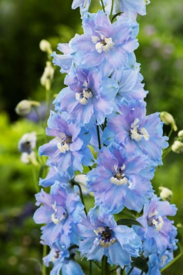 Delphinium Magic Fountains Summer Skies (1586)